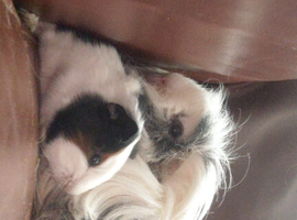 Guinea pig