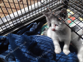 5 Beautiful Kittens