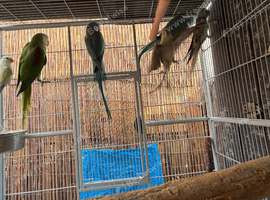 Alexandrine, Indian Ringneck & Cockatiels - Healthy Birds