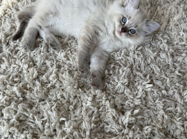 Purebred ragdolls