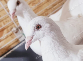 Pure White Racing Pigeons