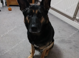 4 year old German shepherd dog