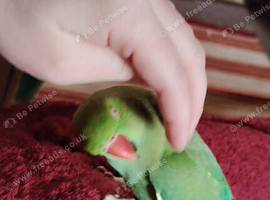 2 year old girl