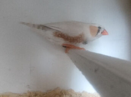 Pair of zebra finches