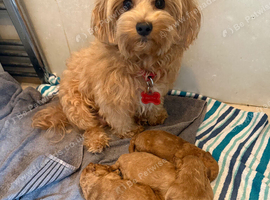 Four stunning maltipoo pups teacup size