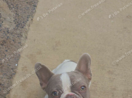 Male french bulldog (northern ireland )