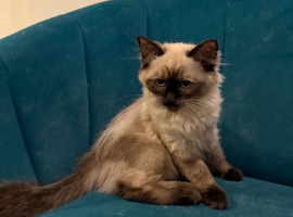 Four loving ragdoll kitten