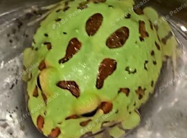 Pac-Man (Horned) Frog babies cb26