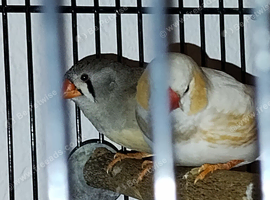 Breeding pair Zeb's
