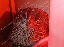 Pearl Quail Breeding Group