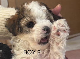 3 Stunning Maltipoo puppies are ready for new homes