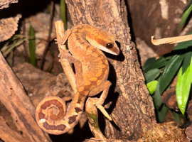 Cat gecko