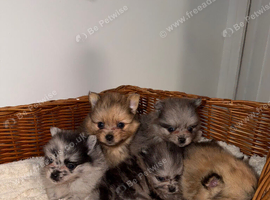 Teacup Russian Pomeranian Puppies Available