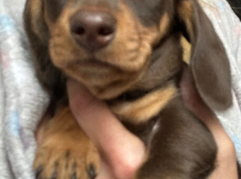 Miniature dachshund ready to go last boy
