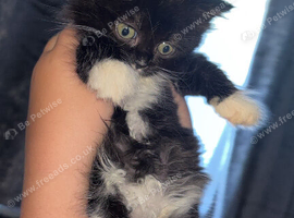 Ragdoll cross kittens