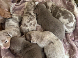 Dachshund dapple Isabella puppies