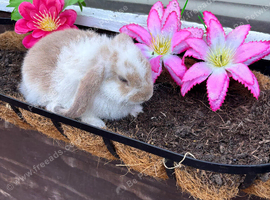 Beautiful mini lop babes