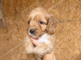 F1 cockapoo pups