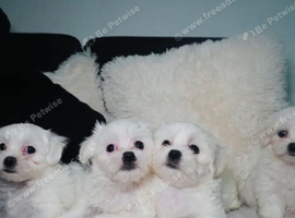 Fluffy Maltese Puppies &ndash; 2 Boys & 2 Girls.
