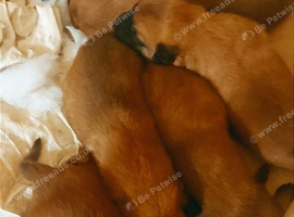 Belgium malinois puppies