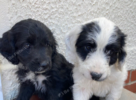 Beautiful cockapoo puppies