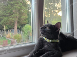 Grey kitten male