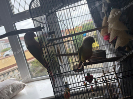 Pair Conures