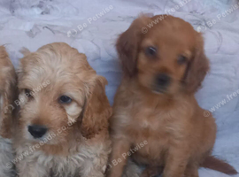 F1b cockapoo puppies