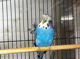 Cock blue helicopter budgie