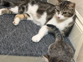 Domestic shorthair + Maine coone kittens
