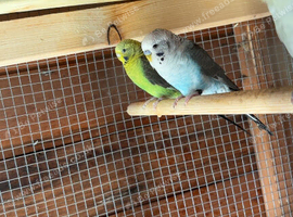 Black wing budgies