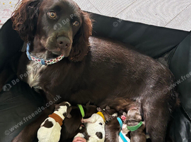 Stunning litter of cocker spaniel puppies