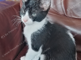 Black and white kitten