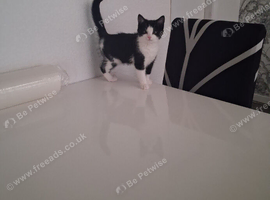 Kittens boy and girl