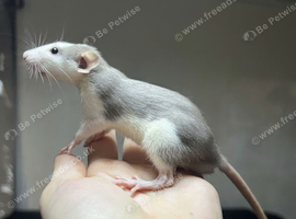 Ready now- Super sweet Boy Dumbo rats