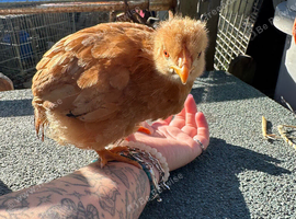 Hybrid Laying Hen Chicks