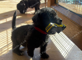 Jackapoo puppies