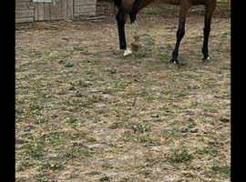 Welsh Section a mare pony 12.2 h