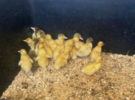 Pekin Ducklings for sale