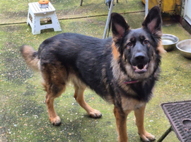 Stud dog wanted