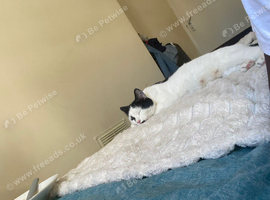 Cat for sale