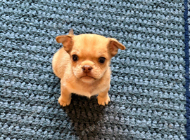 Chihuahua