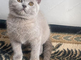 British short hair kittens cream lilac blue