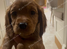 Kc cocker spaniel puppies
