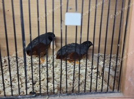 Quail button for sale