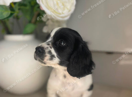 Show cocker spaniel X Shih Tzu