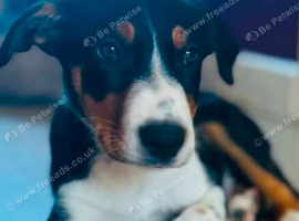 border collie