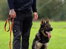 Exceptional Homebred Ex-Police Working Male - Special Placement Required