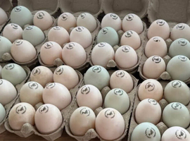 Hatching duck eggs mixed