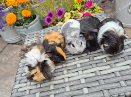 Baby Female Guinea Pigs Funky & Smooth Coats